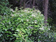 clematis ternifolia, sweet autumn clematis