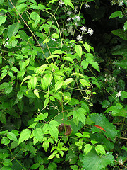 clematis virginiana florida north garden virgin bower toothed leaflets lobed native