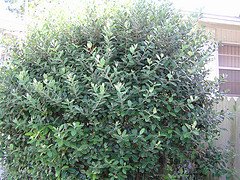 acca hedge, feijoa hedge, pineapple guava hedge